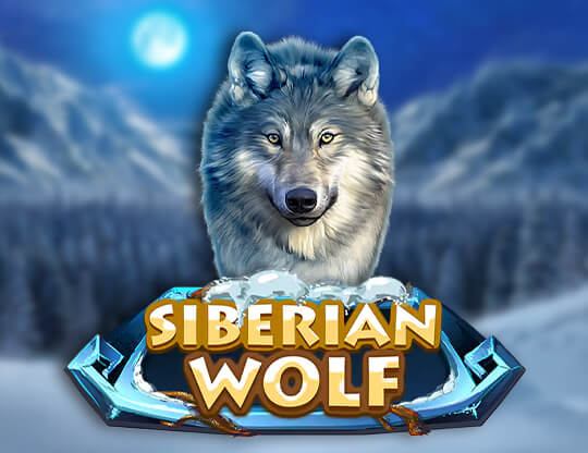 Siberian Wolf